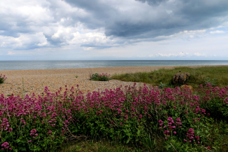 Sandwich beach, England Kent. Flowers and sky.