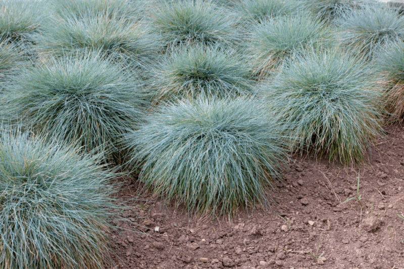Blue fescue or festuca glauca ornamental grass
