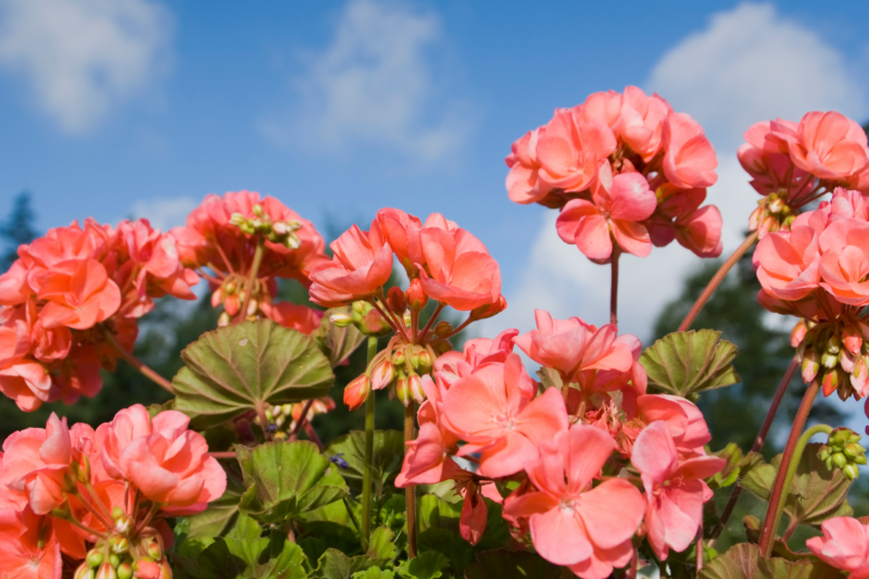 Geranium