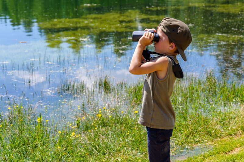 Young baby bird watching