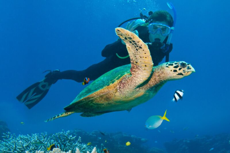 Person Scuba Diving Near Sea Turtle, Great Barrier Reef